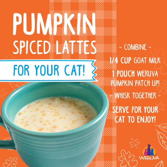 Pumpkin Spice Lattes.. for your Cat!