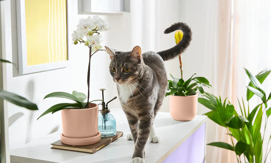 A Cat Owner's Spring Checklist